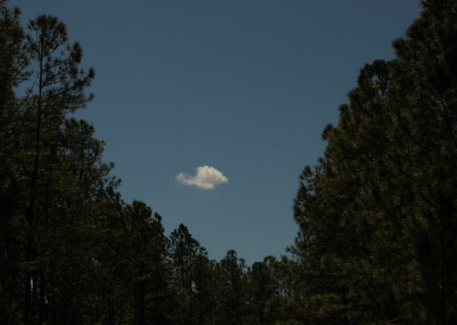 “She’s Florida-Bound, Bless Her Heart!”