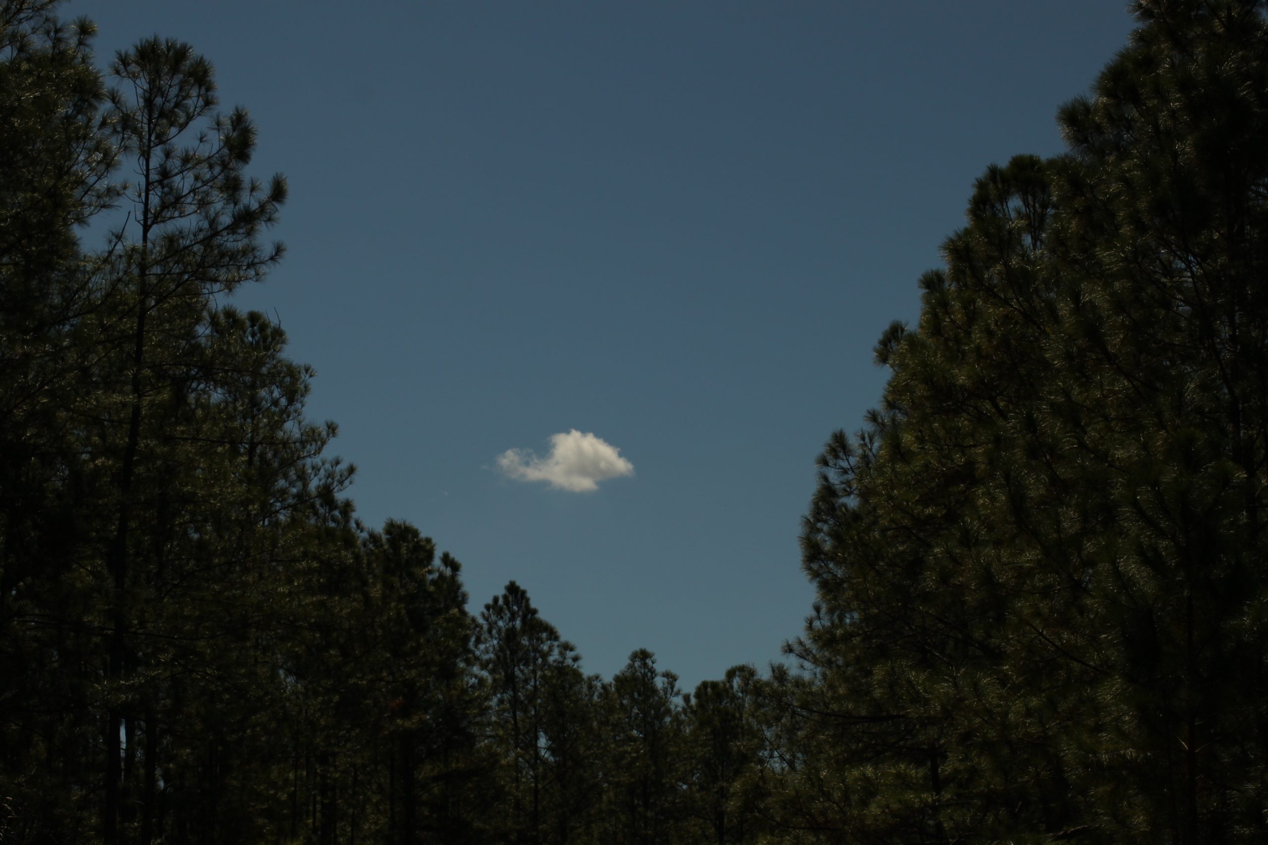 “She’s Florida-Bound, Bless Her Heart!”