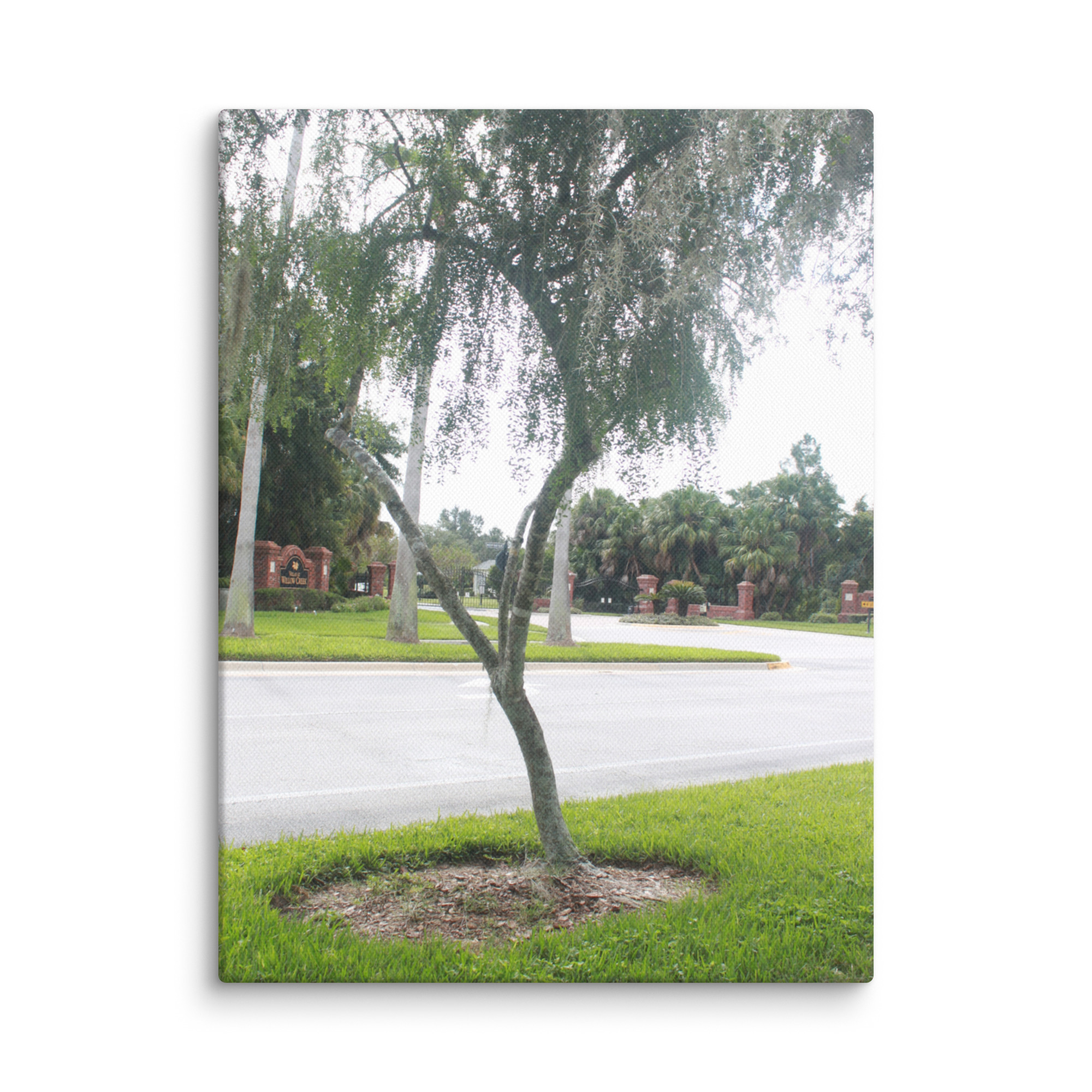 Nature’s Umbrella – Canvas by Simply Seen