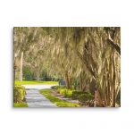 Beneath the Hanging Veil – Canvas Print by Simply Seen