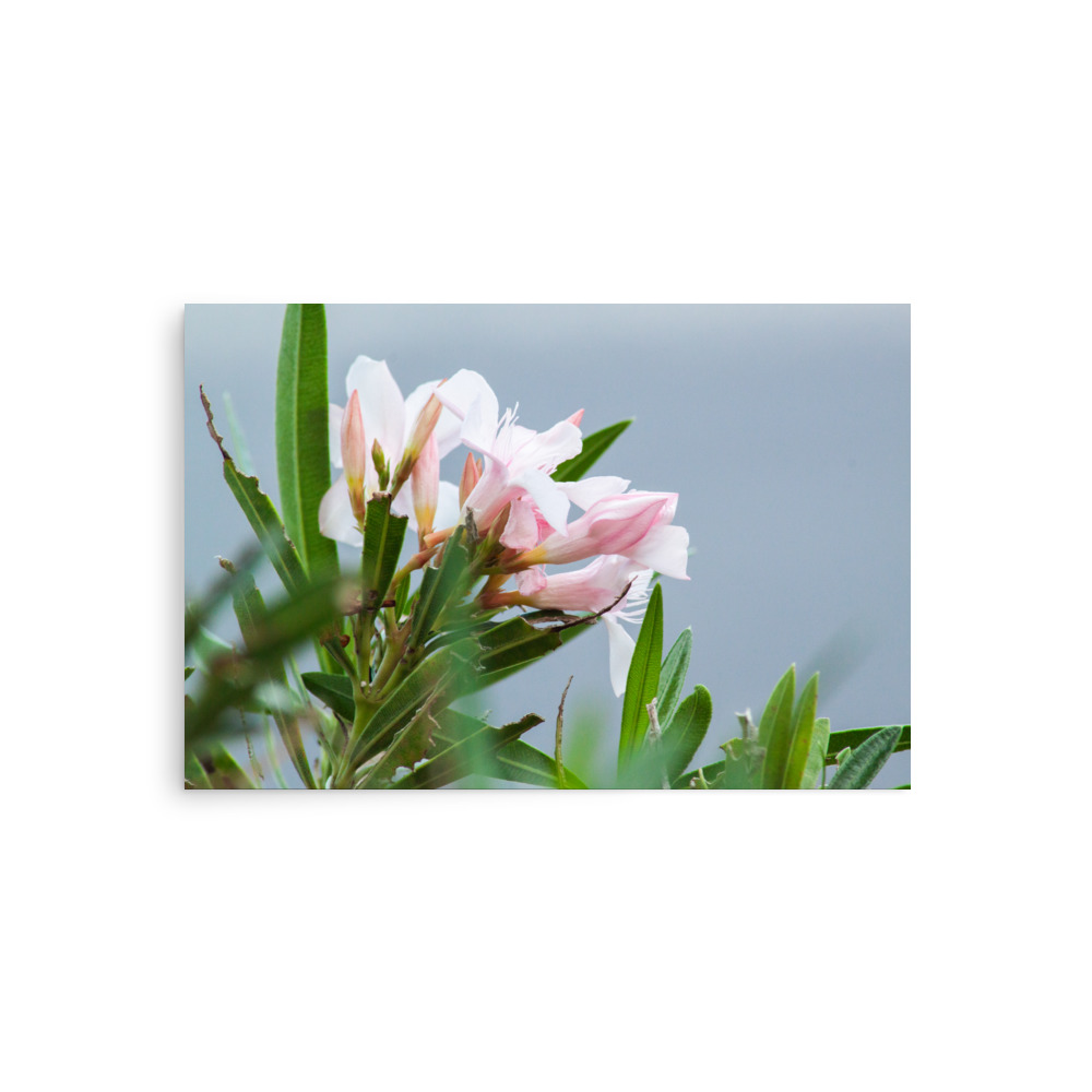 Pretty. Poisonous. Perfect. – Poster by Simply Seen - Image 6