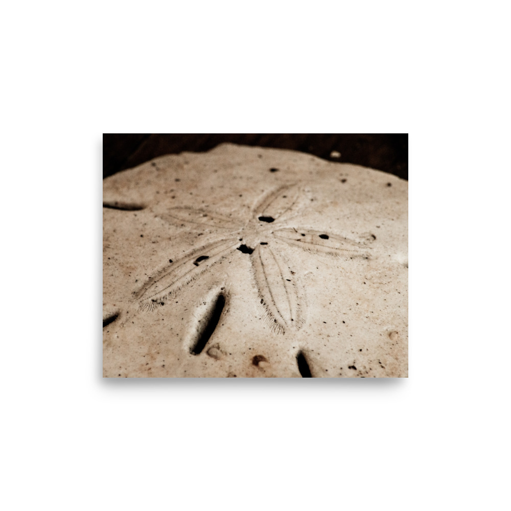 Sand Dollar – Poster by Simply Seen